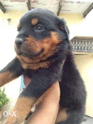 Rottweiler male original pic upload pure breed heavy male