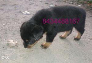 Rottweiler puppies available for show homes with kci paper