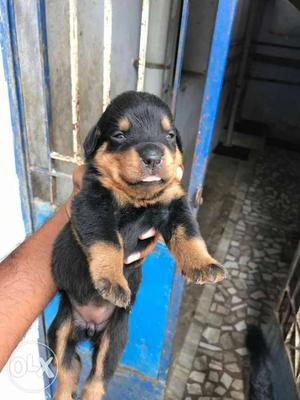 Rottweiler puppies for sale