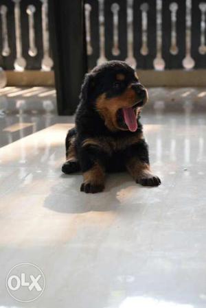 Rotweiler quality pups for sale Import lineage