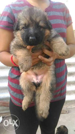 Sable And Black German Shepherd Puppy