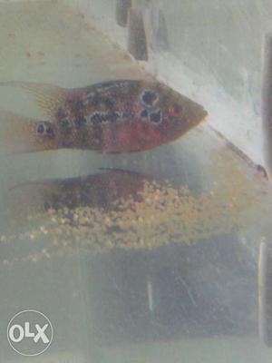Sale Flowerhorn fish breeding frup female.just 400