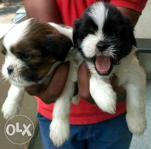 Shih Tzu puppies available.