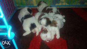 Shihtzu puppy for sale more detail