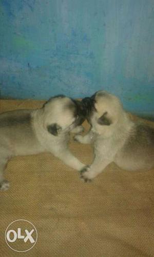 Show qualities Pug pups available.Contact for all