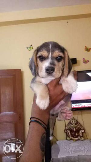 Show quality Begal male puppy