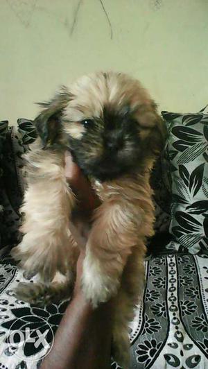 Show quality Lhasa apso male female for sale.