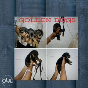Show quality Rottweiler Pupps with Kci