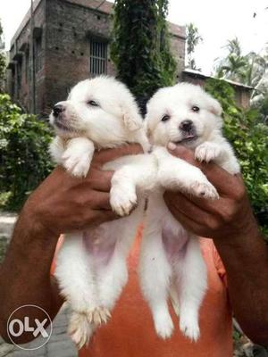 Show quality all type puppy available in Howrah