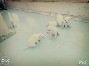 Six White Puppies