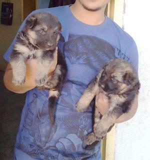 Solid german shepherd puppies