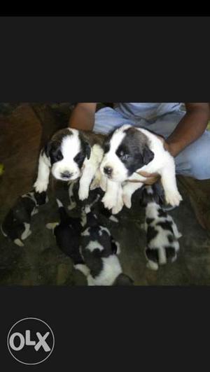 St.Bernard puppies