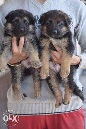 Start qualify German Shepard puppy available..