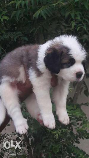 Stbreand male puppy fore sale