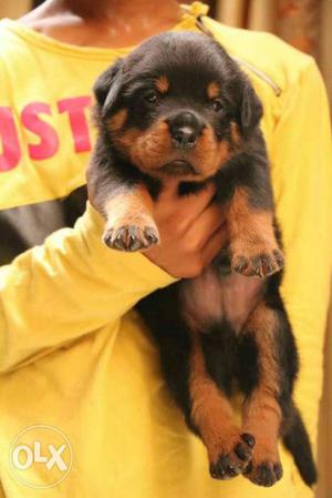 Sultanas rottweiler puppy available..