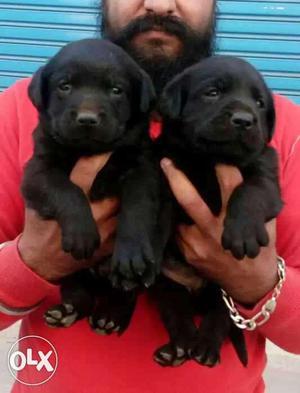Superb quality lab male n female puppy available