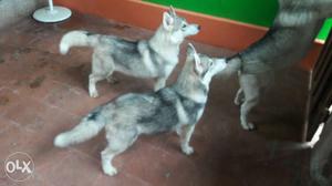 Three Black-tan-and-white Siberian Husky Puppies