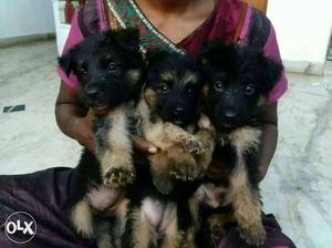 Three German Shepherd Puppies