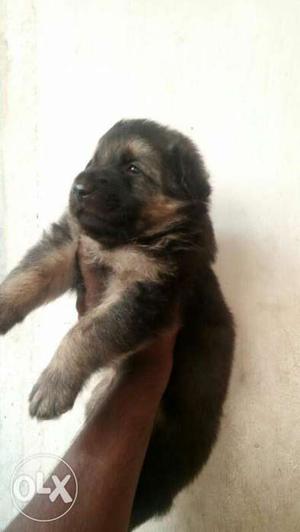 Top quality Germany shepherd puppies male and