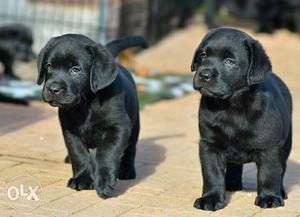 Top quality Lab puppy's