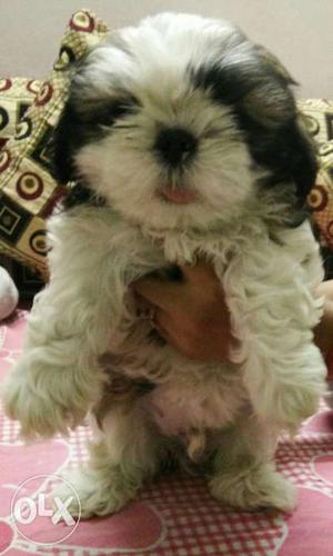Top quality shihtzu male puppies available