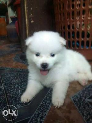 Toy type pom male and female pups available
