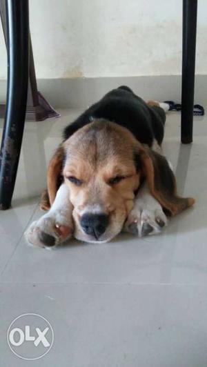 Tricolor Beagle