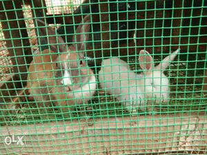 Two Brown And White Rabbits