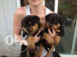 Two Brown-and-black Rottweiler Puppies