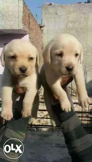 Two Cream Short Coated Puppies