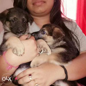 Two German Shepherd Puppies