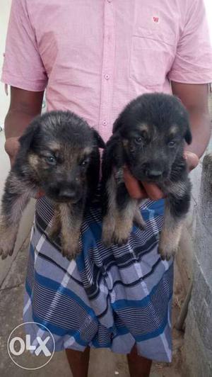 Two Mahogany Puppies