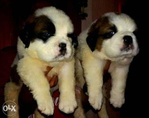 Two Saint Bernard Puppies