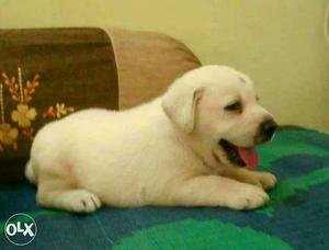 Vaccinated lab puppies available.