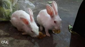 Very cute rabbits...age 4 months