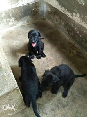 Very good quality black lab puppy available