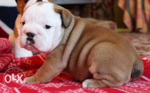We have English bulldog puppy for sale