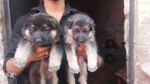 We have show quality german shepherd female puppy