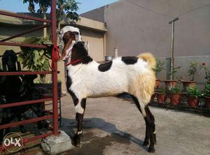 White And Black Beetal Goat