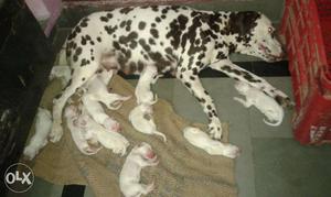 White And Black Dalmatian With Puppies Litter