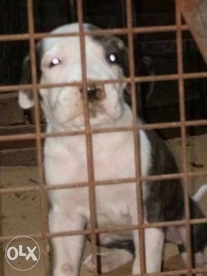 White And Black bully 2 female and2 male 24 days Puppy