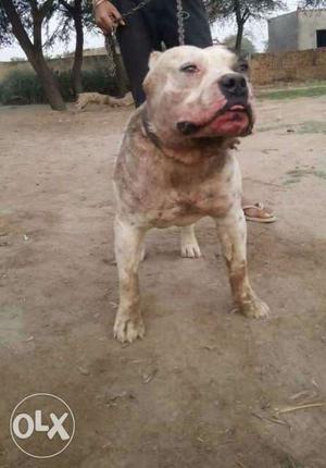 White And Brown American Bully