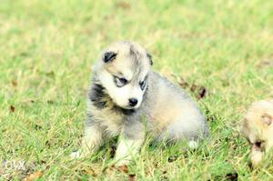 White And Gray Siberian Husky Puppy from import mother