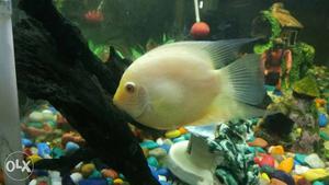 White And Yellow Cichlid