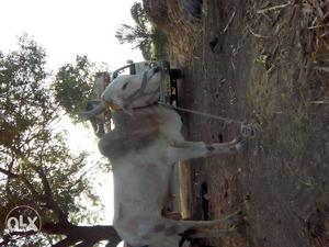 White Cow In Vinchur