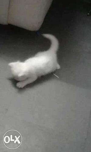 White Fur persian cat kitten 45 days old