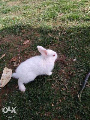 White female baby cute rabbit