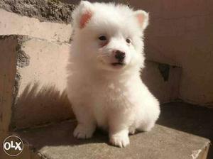 White pomerian male and female puppy available
