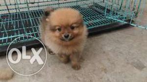 Z black and golden colour Toy pom male puppy available