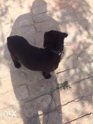 Zet black lab male for sell 2.5 month old only